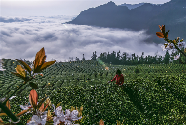 恩施花枝山有機(jī)茶園基地簡(jiǎn)介